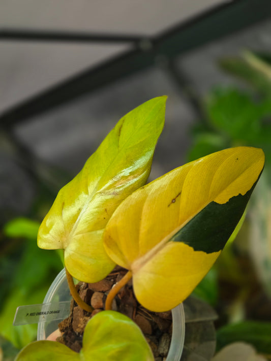 Philodendron Red Emerald 'Orange'