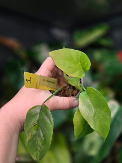 Rhaphidophora Tetrasperma Aurea