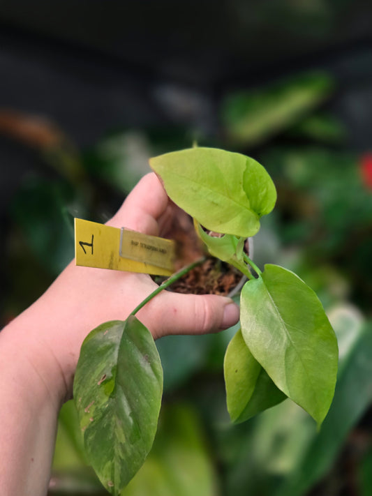 Rhaphidophora Tetrasperma Aurea