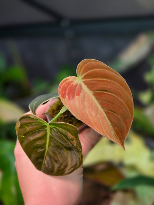 Philodendron Melanochrysum Variegata