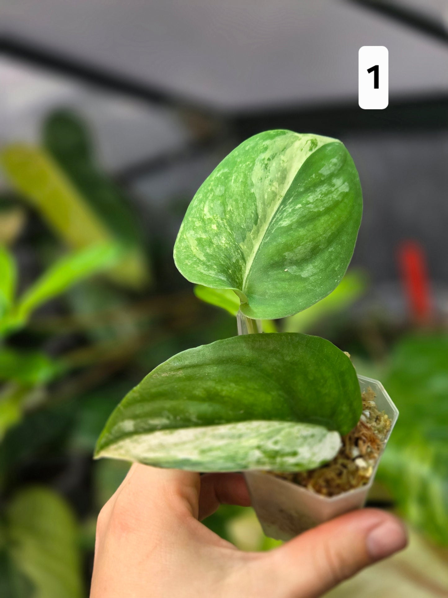 Scindapsus Halimoon Medium