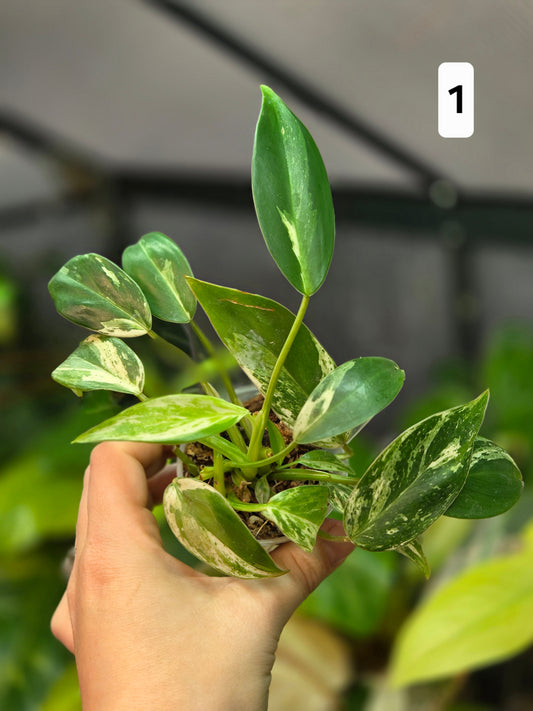 Philodendron Emerald Ice