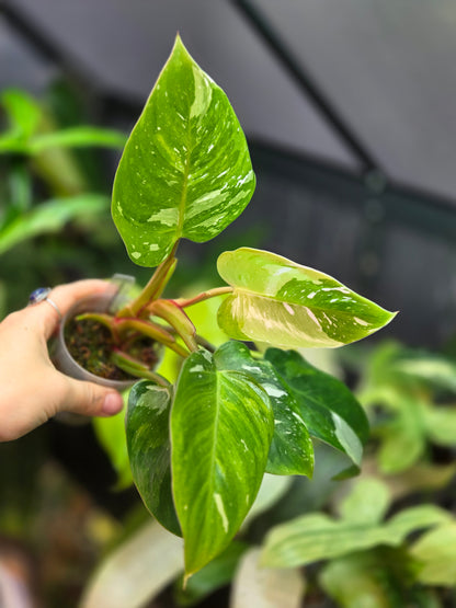 Philodendron White Princes Tricolor Lime/ Fresh Aurea