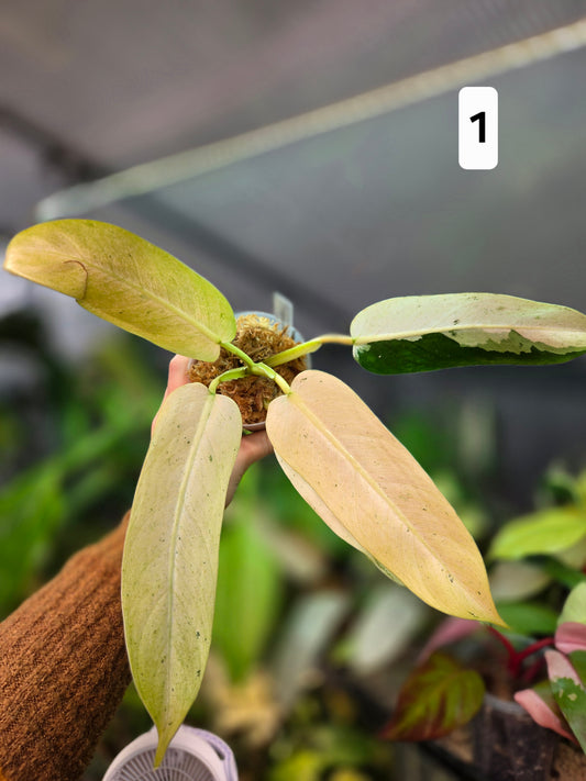 Philodendron Whipple Way Mottled