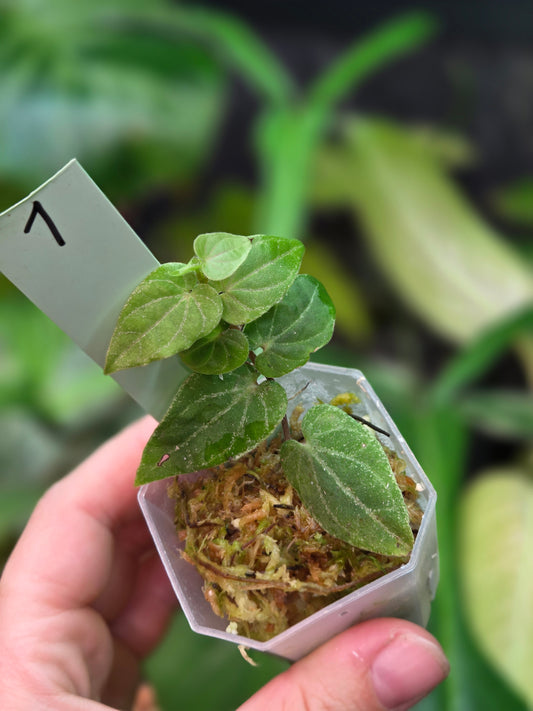 Piper Ribesioides