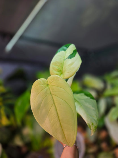 Syngonium Chiapense Variegata