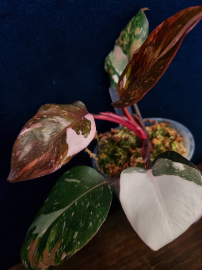 Philodendron Red Anderson