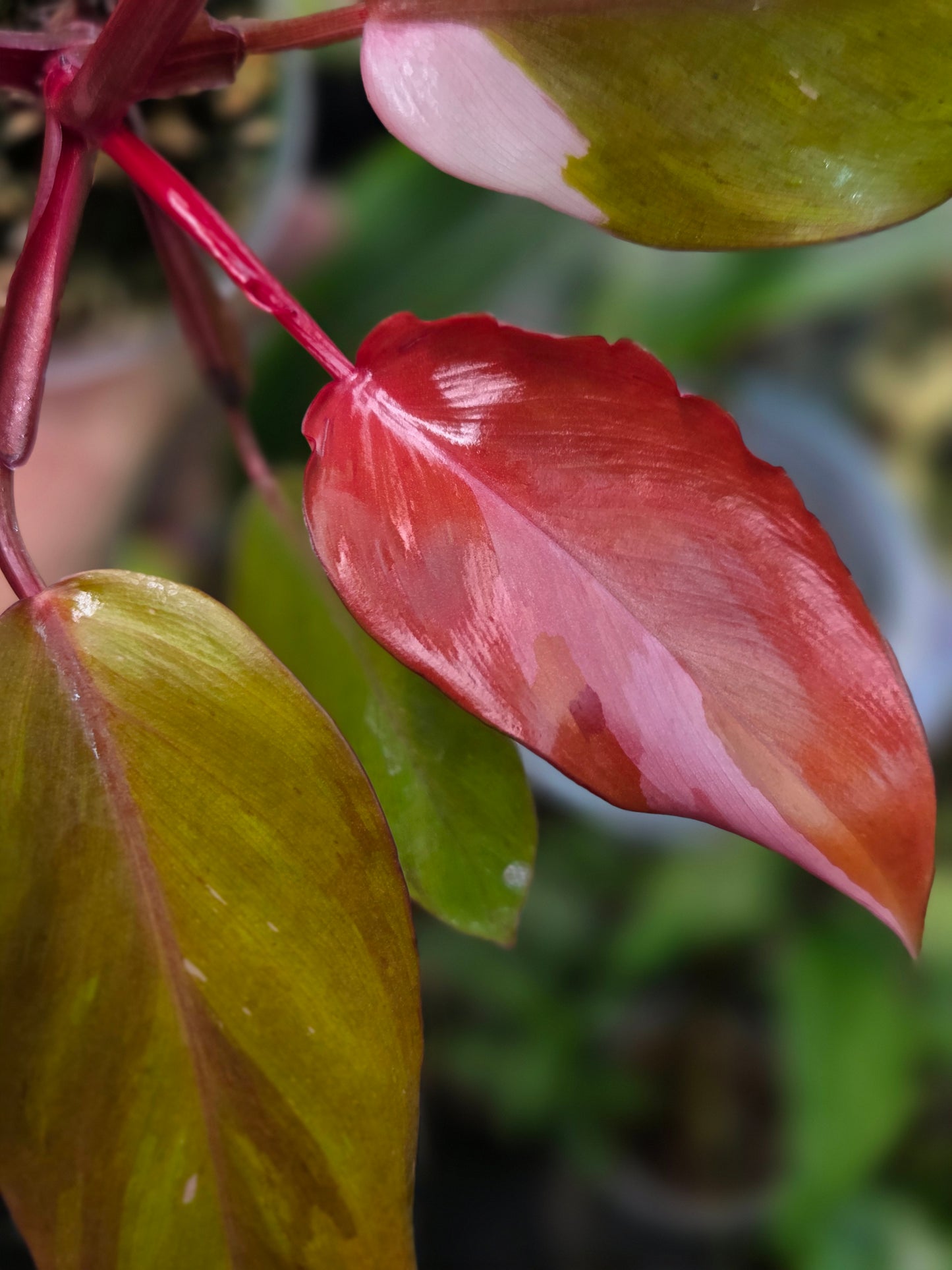 Philodendron Persimmon Princess