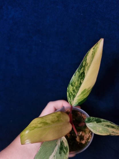 Philodendron Strawberry Shake