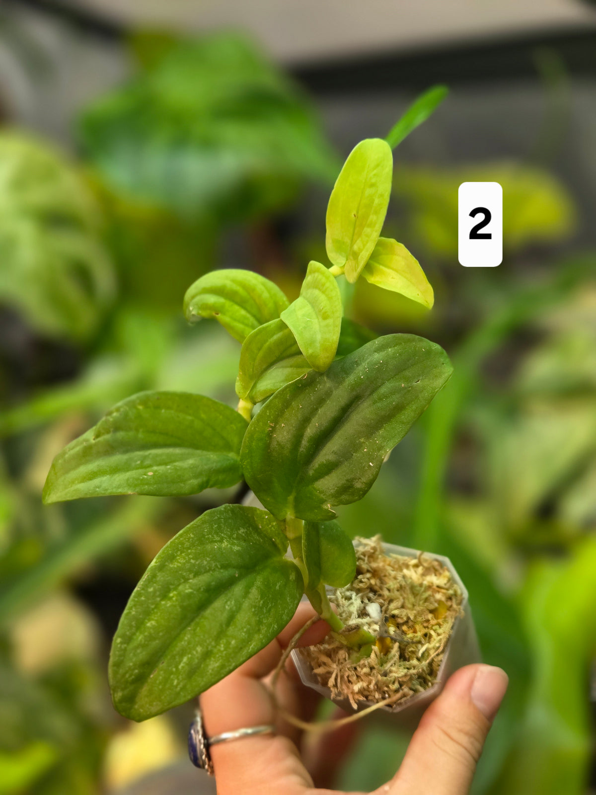 Rhaphidophora Korthalsii