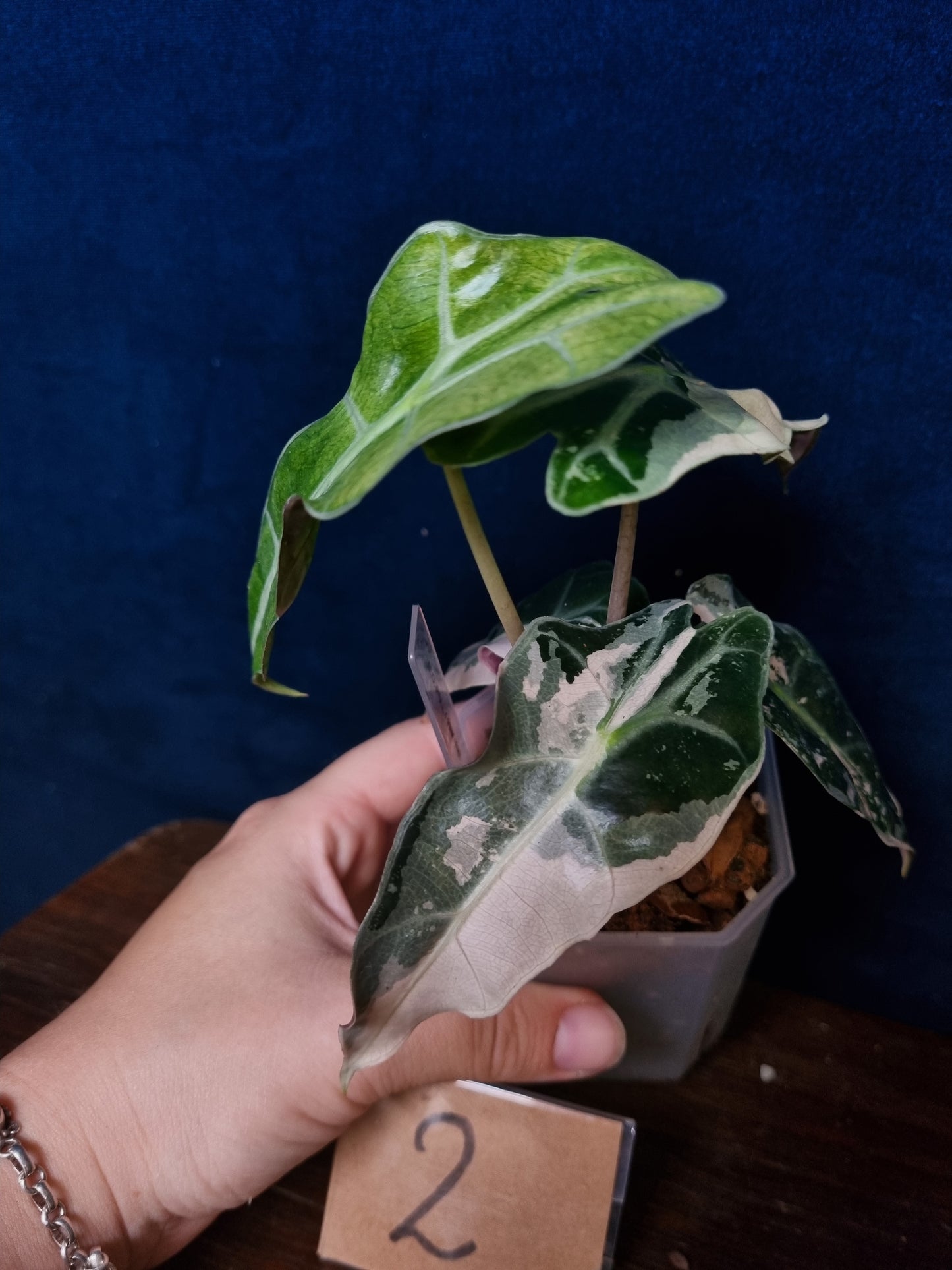 Alocasia Polly Pink