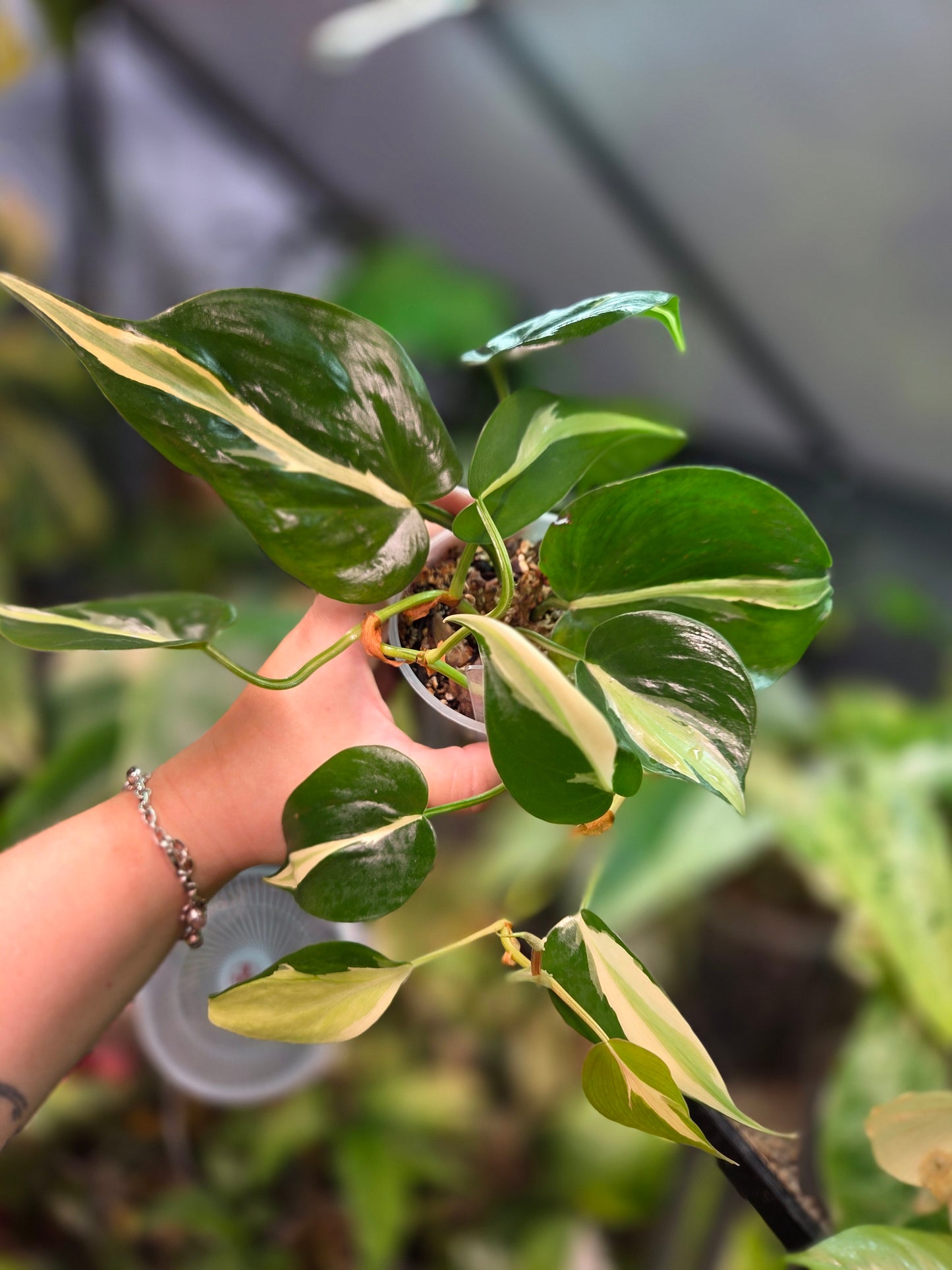 Philodendron Cream Splash
