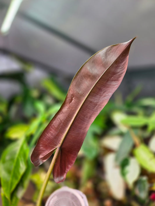Philodendron Atabapoense