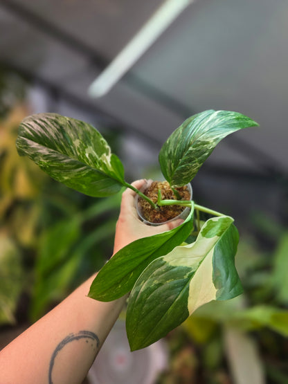 Monstera Lechleriana Variegata
