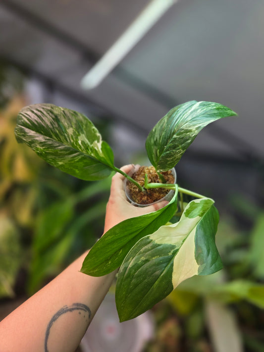 Monstera Lechleriana Variegata
