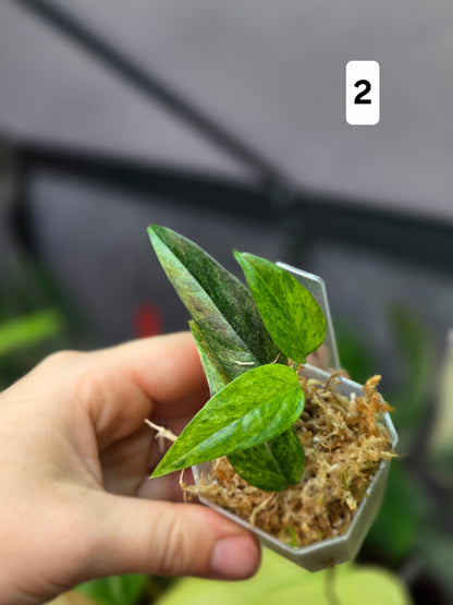 Epipremnum Cebu Blue Mint