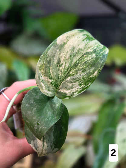 Scindapsus Halimoon (High variegation) - Medium