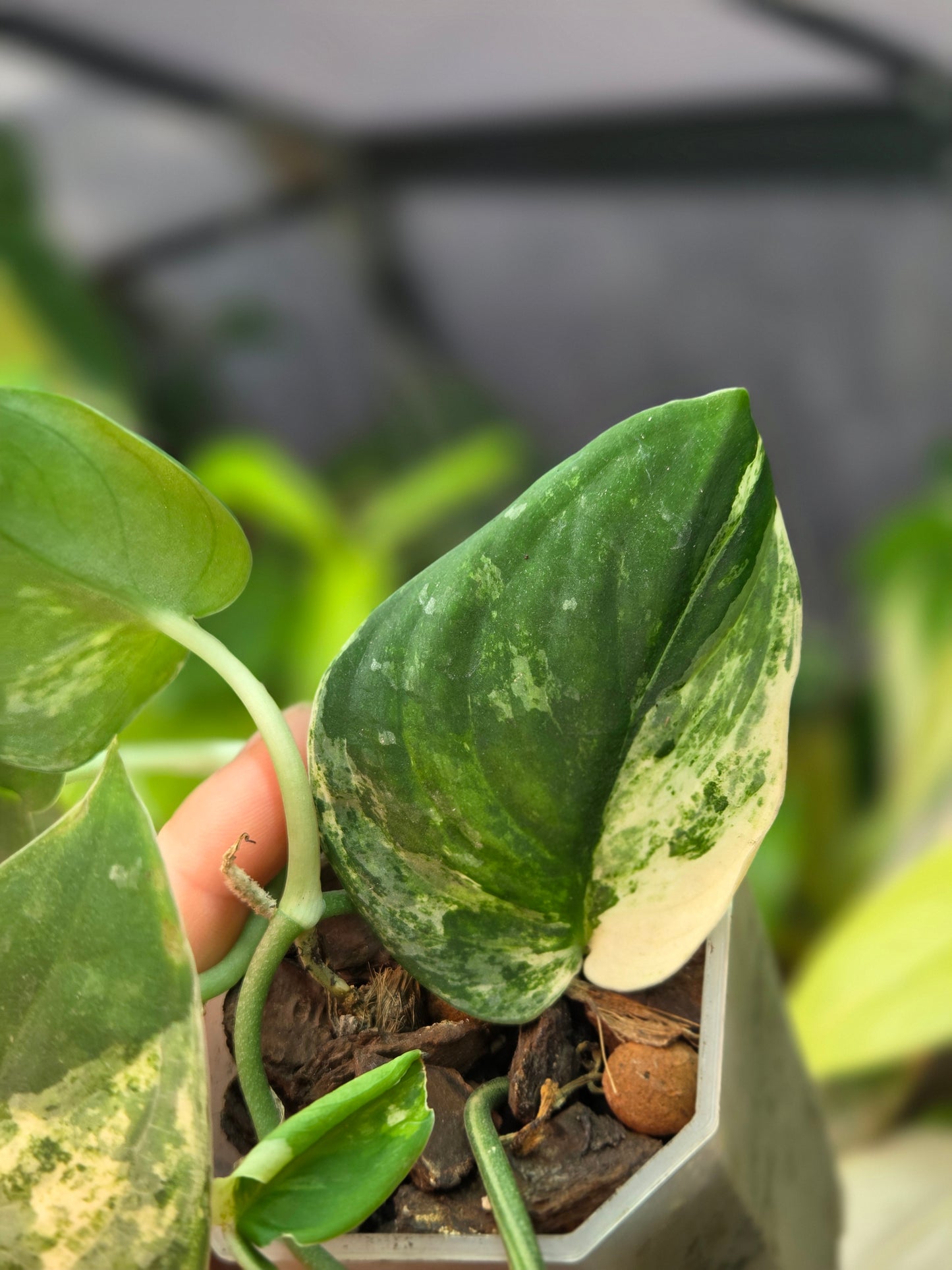 Scindapsus Mangurai Medium