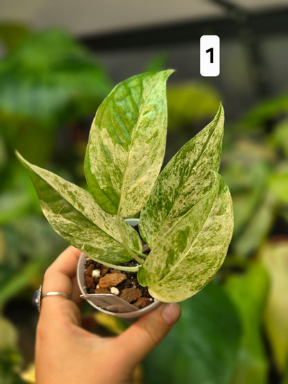 Epipremnum Pinnatum Cebu Blue Variegata