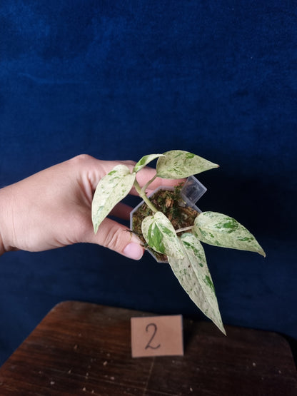 Epipremnum Pinnatum Cebu Blue Variegata