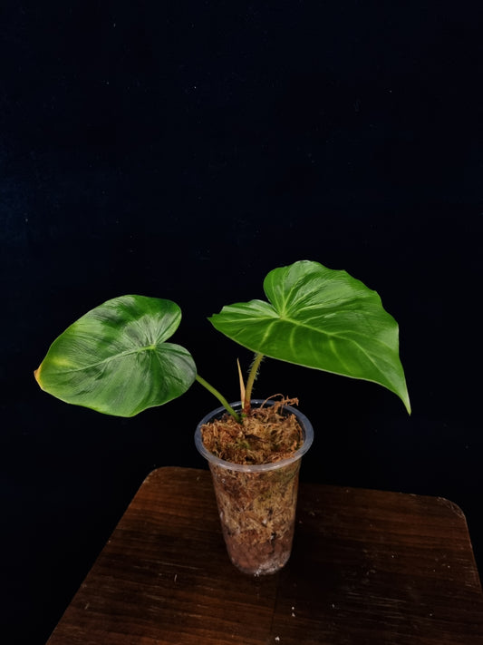 Philodendron Fibrosum