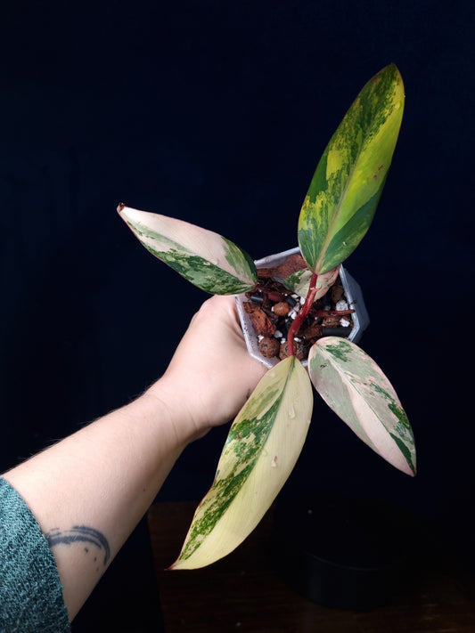 Philodendron Strawberry Shake