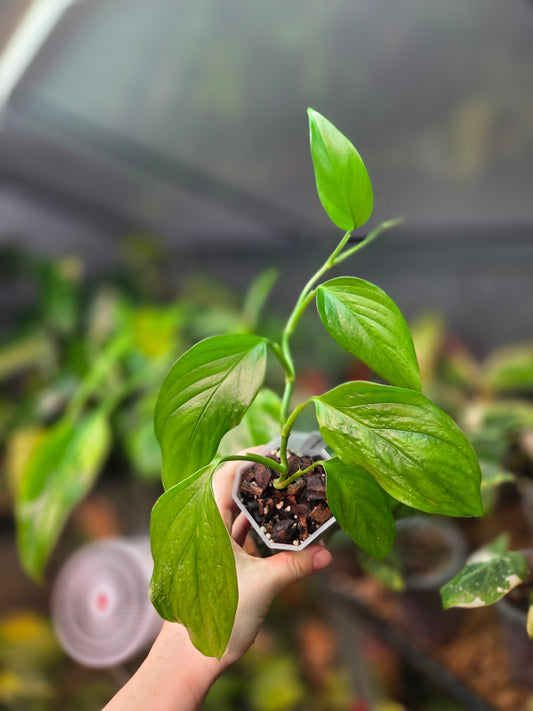 Monstera aff. Obliqua Filamentous