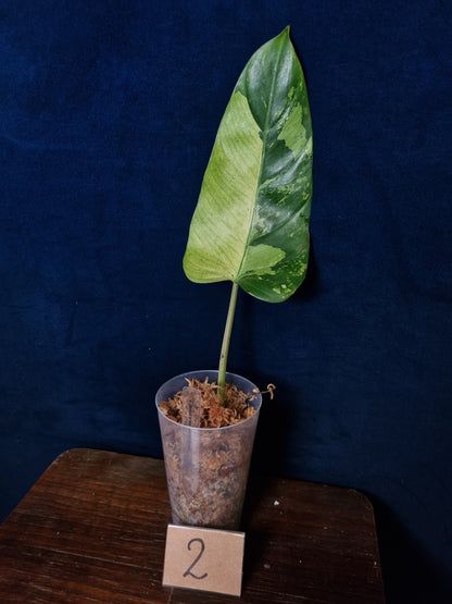 Philodendron Whipple Way Marble/Mint Leaf Cuttings