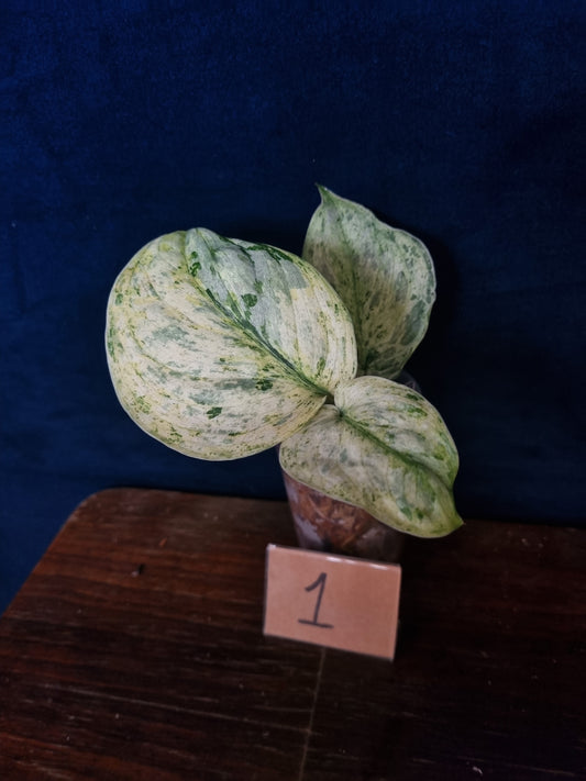 Scindapsus Peasun Medium