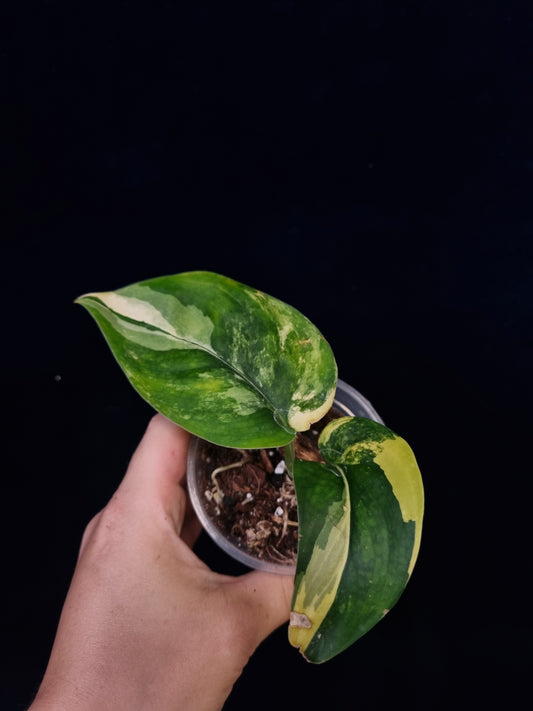 Scindapsus Jade Satin Tricolor / Mangurai
