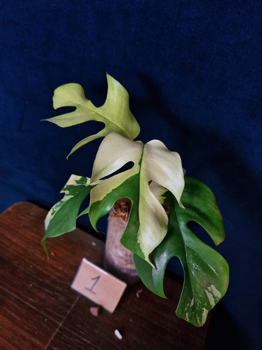 Rhaphidophora Tetrasperma Albo