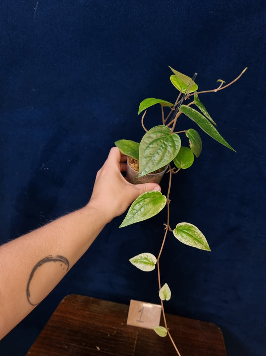 Piper Macropiper Variegata