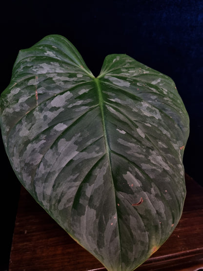 Philodendron Majestic