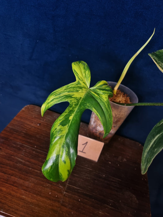 Philodendron Florida Beauty