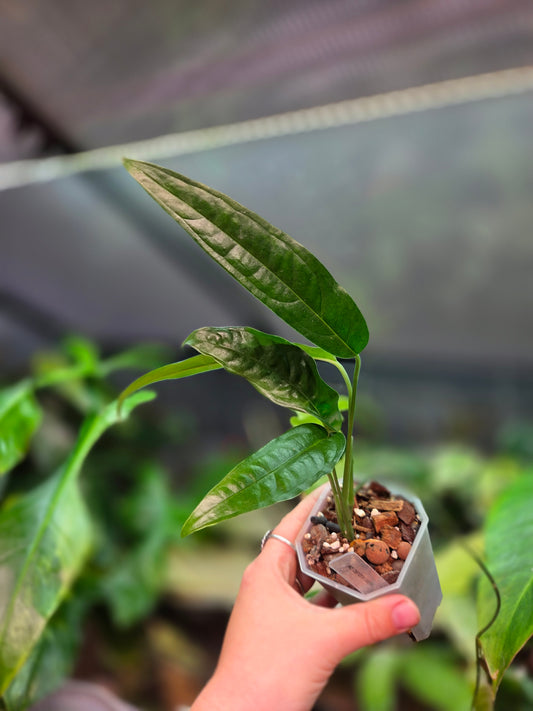 Monstera Obliqua Yasuni