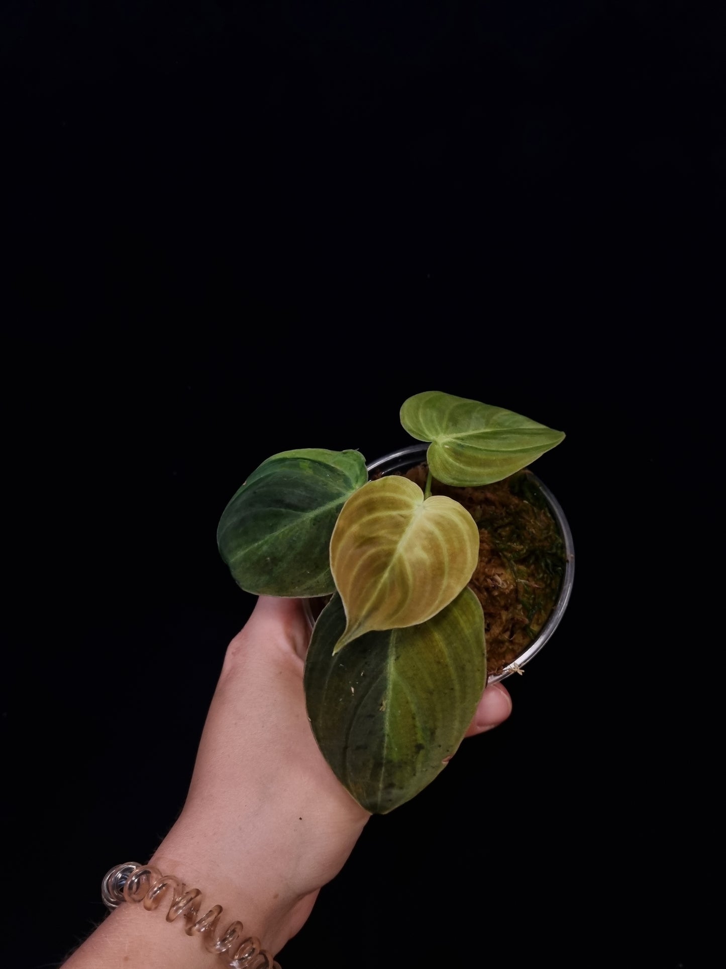 Philodendron Melanochysum Variegata -