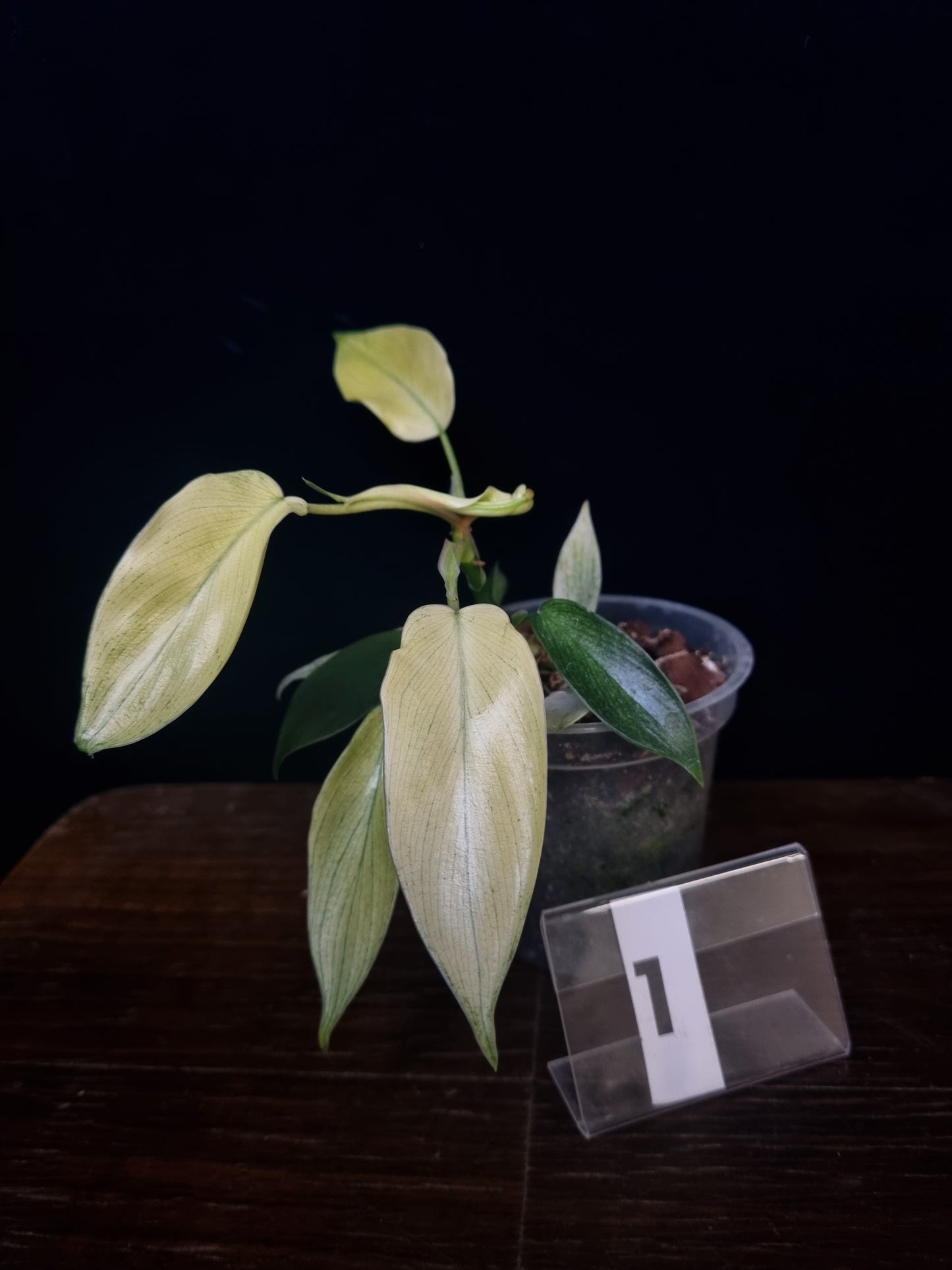 Philodendron Florida Ghost Small