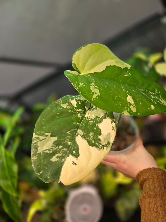 Syngonium Chiapense Variegata