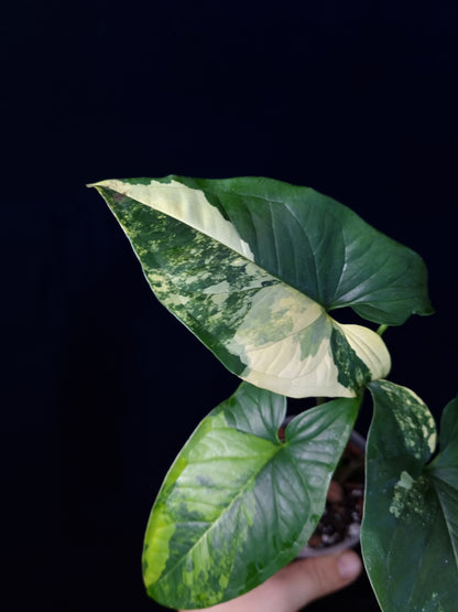 Syngonium Podophyllum Aurea