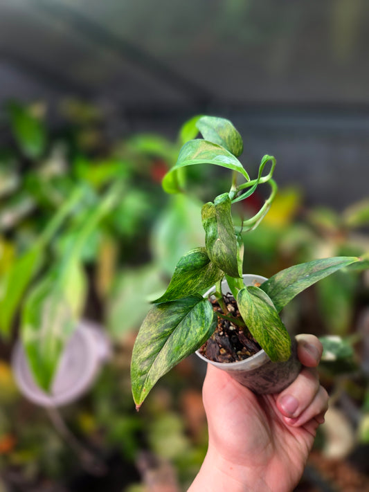 Epipremnum Cebu Blue Mint