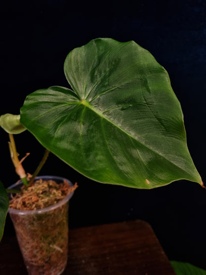 Philodendron Fibrosum