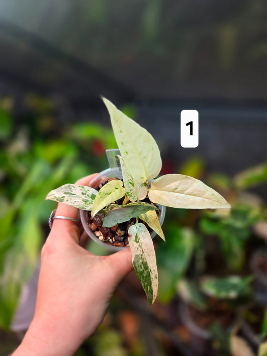 Epipremnum Pinnatum Cebu Blue Variegata