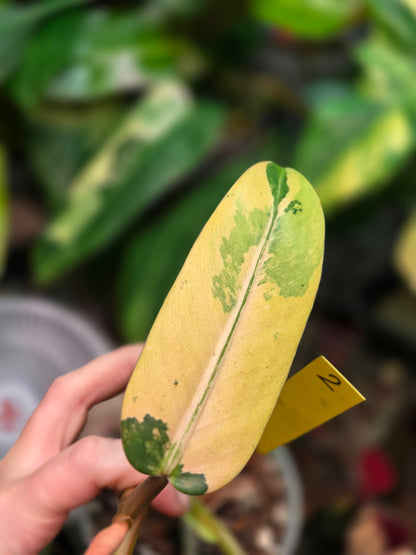 Philodendron Whipple Way Marble/Mint Medium