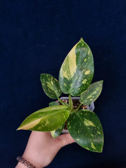 Philodendron Green Congo Variegata