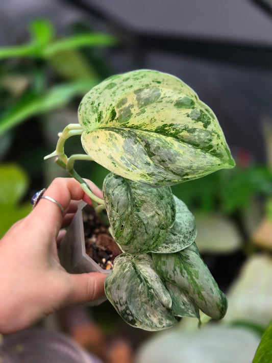 Scindapsus Peasun Medium