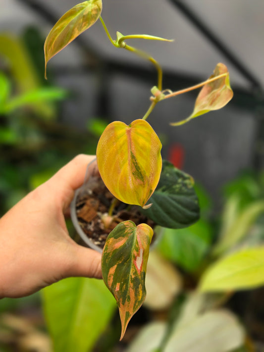 Philodendron Micans Variegata Medium