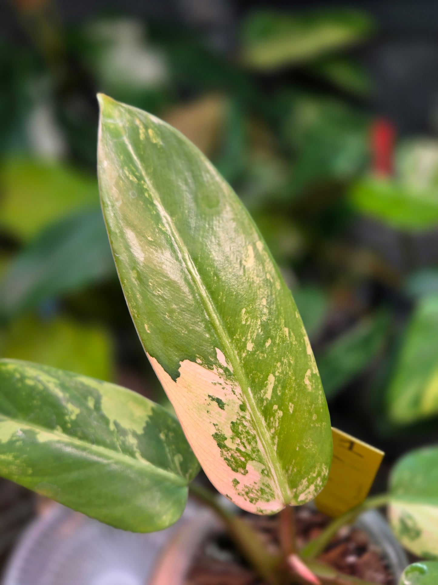 Philodendron Whipple Way Marble/Mint Medium