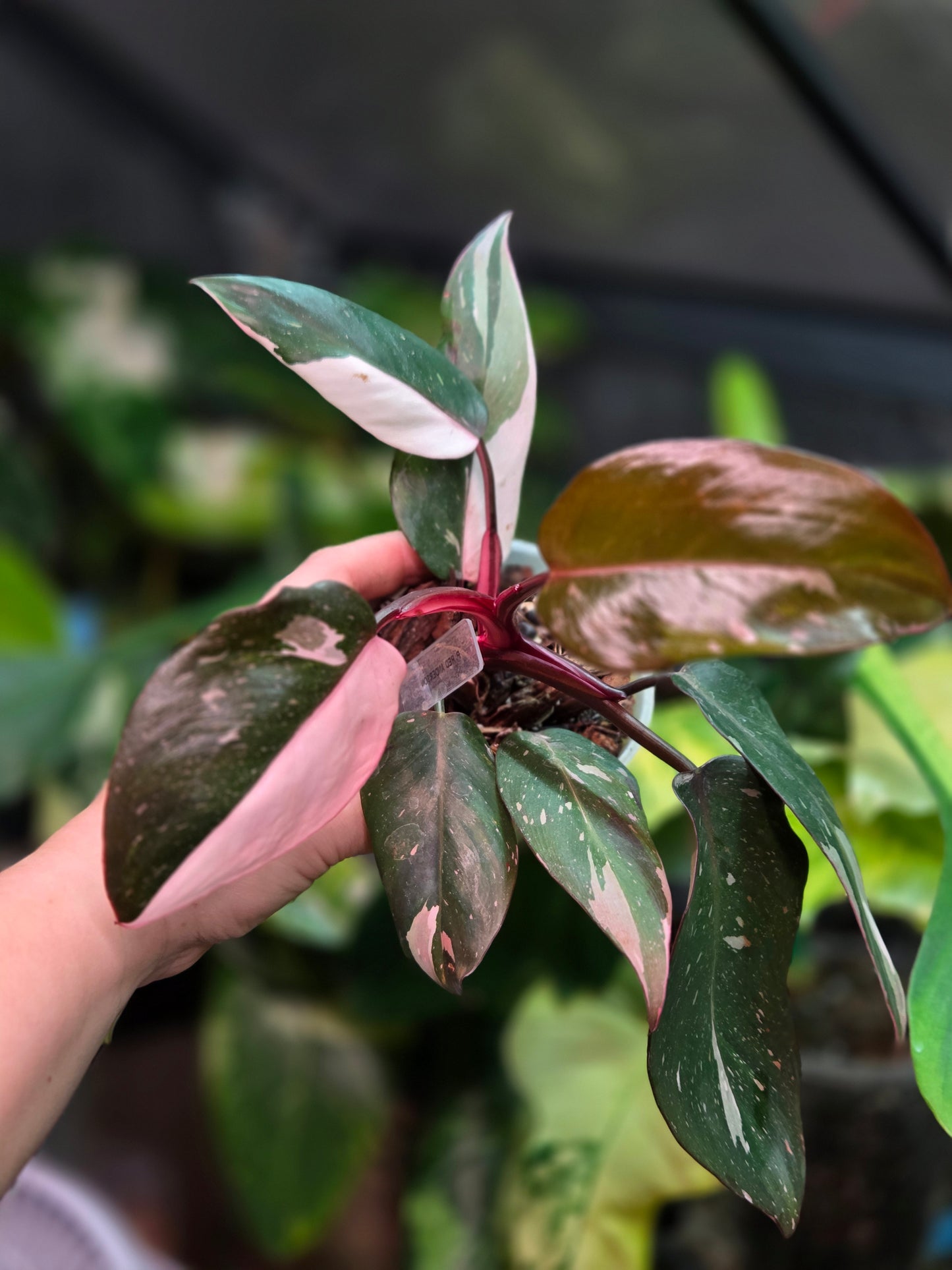Philodendron Red Anderson