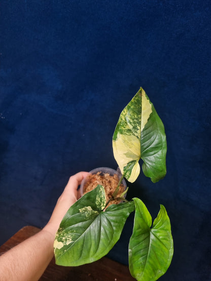 Syngonium Podophyllum Aurea