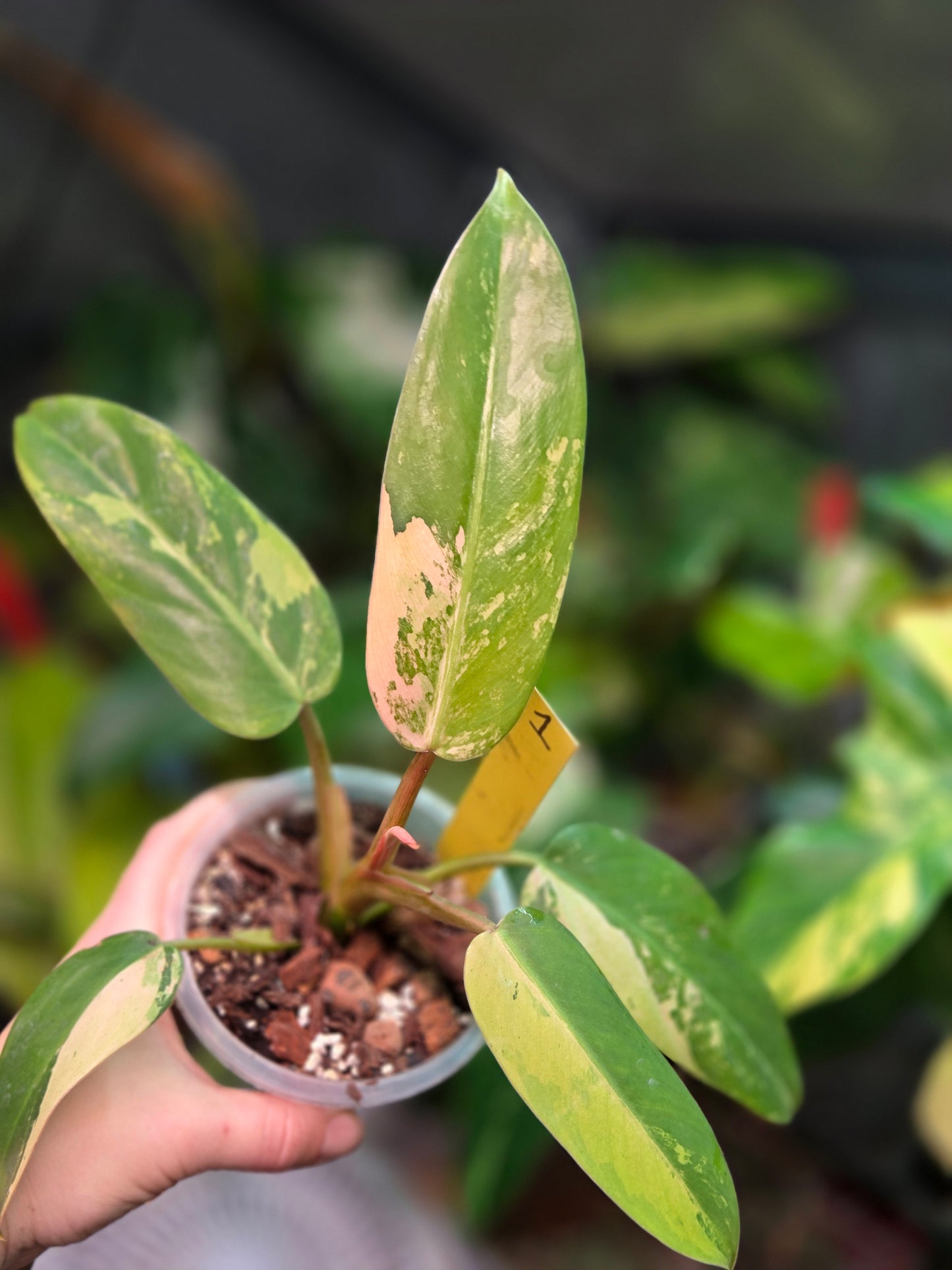 Philodendron Whipple Way Marble/Mint Medium